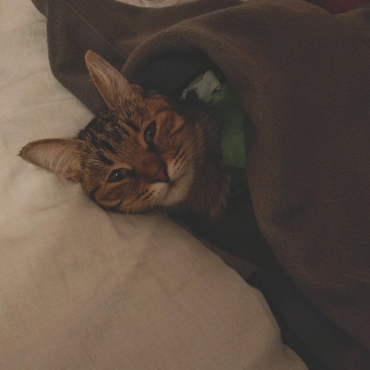 Замученный Тигренок после операции