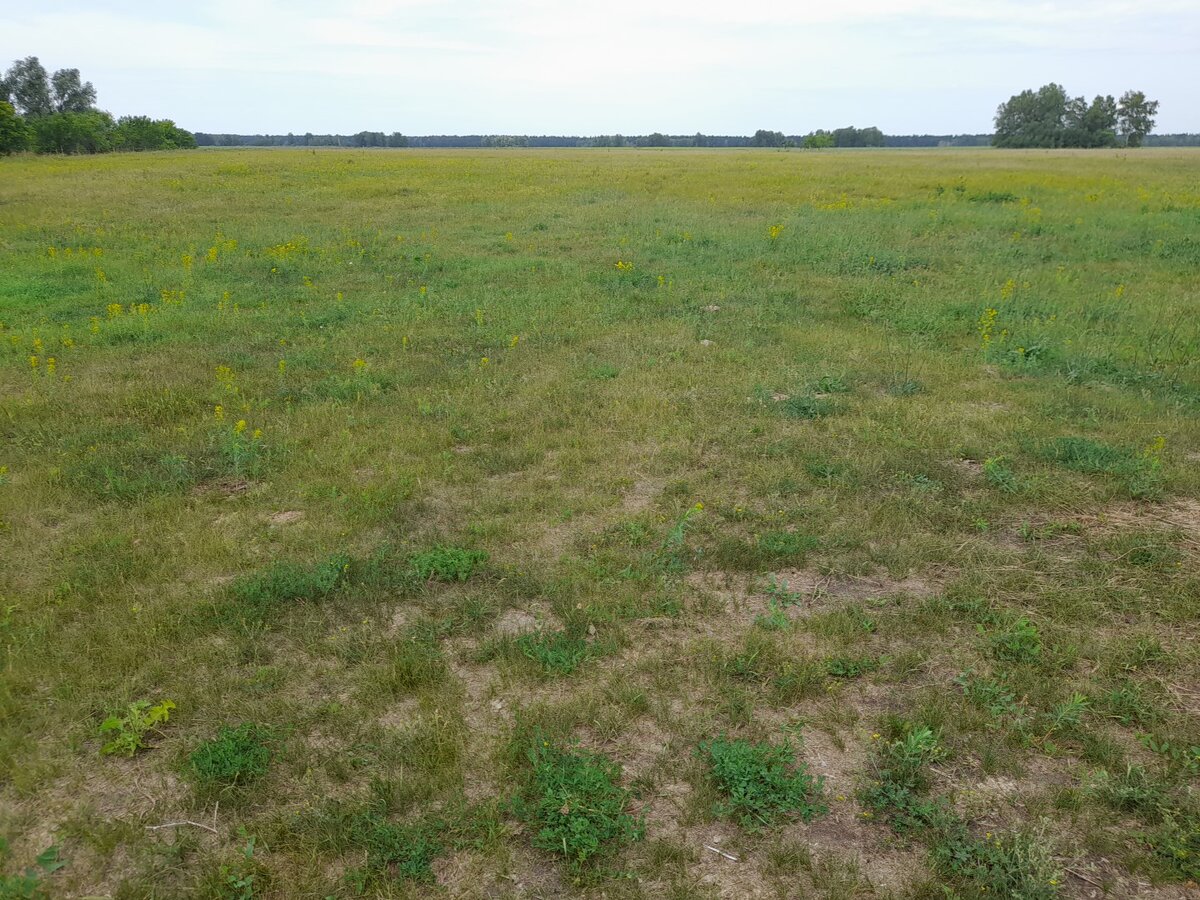 большое пастбище