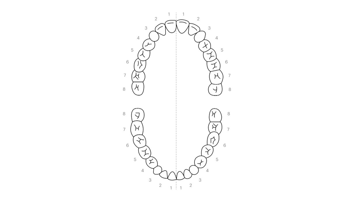 Каждую половину верхней и нижней челюсти нужно чистить минимум 30 секунд