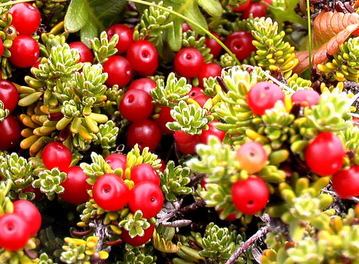 А вот и красный вид (подвид?) ягоды