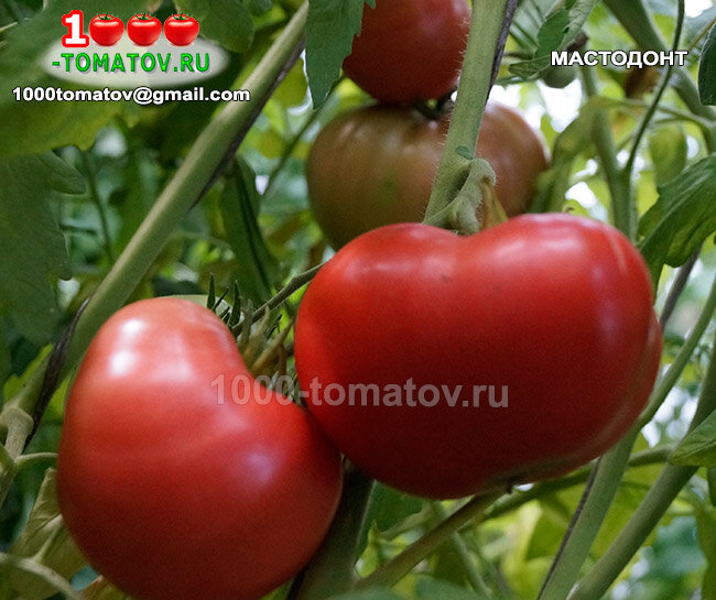 Томат Мастодонт фото 1
