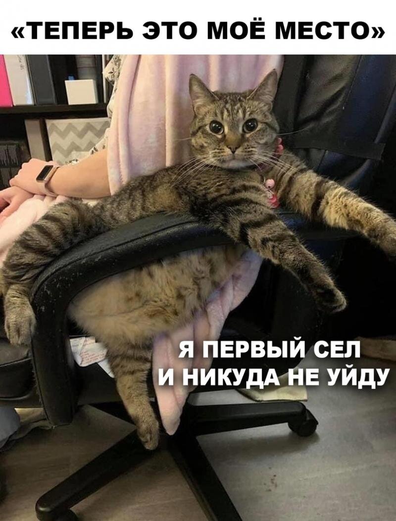 🐾Лучшее СРЕДство для улучшения настроения — это коты!😺 | Я — Кот! | Дзен