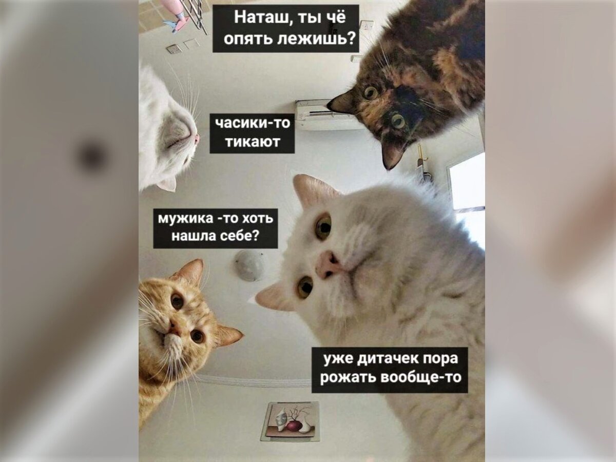 Мем котик - YouTube