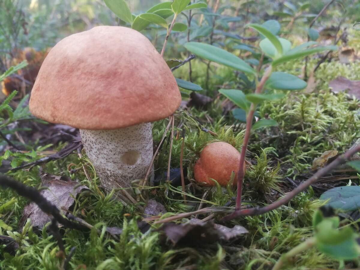 Карельские подосиновики задают тон всему материалу (фото пользователя Viverrina)