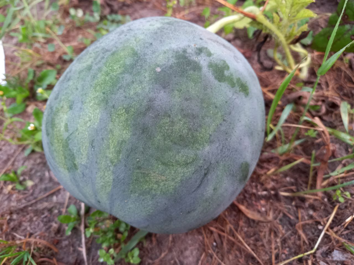 На фото он кажется больше, чем есть на самом деле.