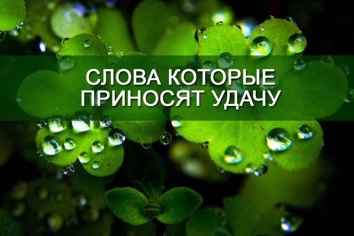 7 слов счастья. Слова которые притягивают удачу. Слова приносящие удачу. 10 Слов которые притягивают удачу. Слова которые притягивают счастье.