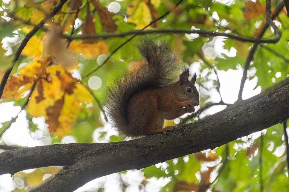     Эксперты считают, что белки без труда найдут себе новый дом. Михаил ФРОЛОВ