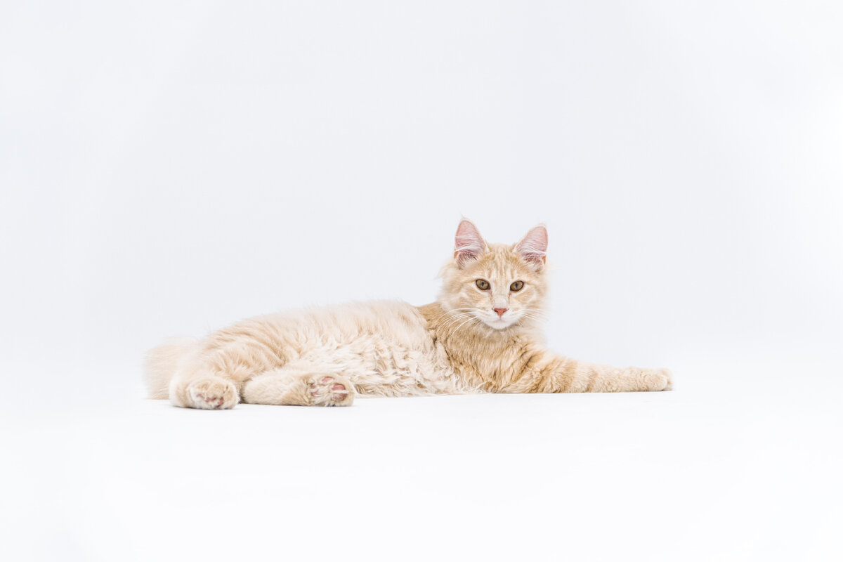 Картинка с бесплатного фотостока https://unsplash.com, автор Petrebels