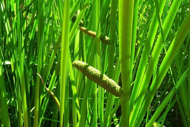  аир : зачем добавлять болотные растения в компост?