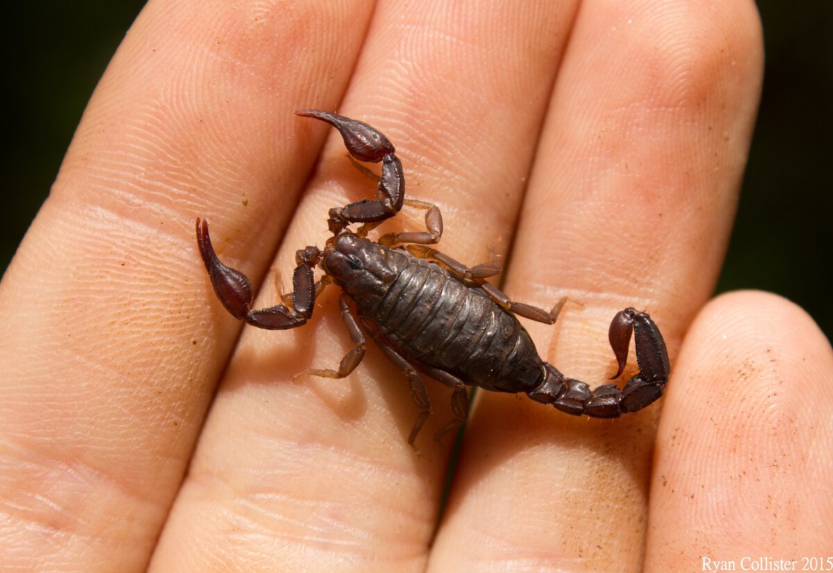 Источник Яндекс картинки 