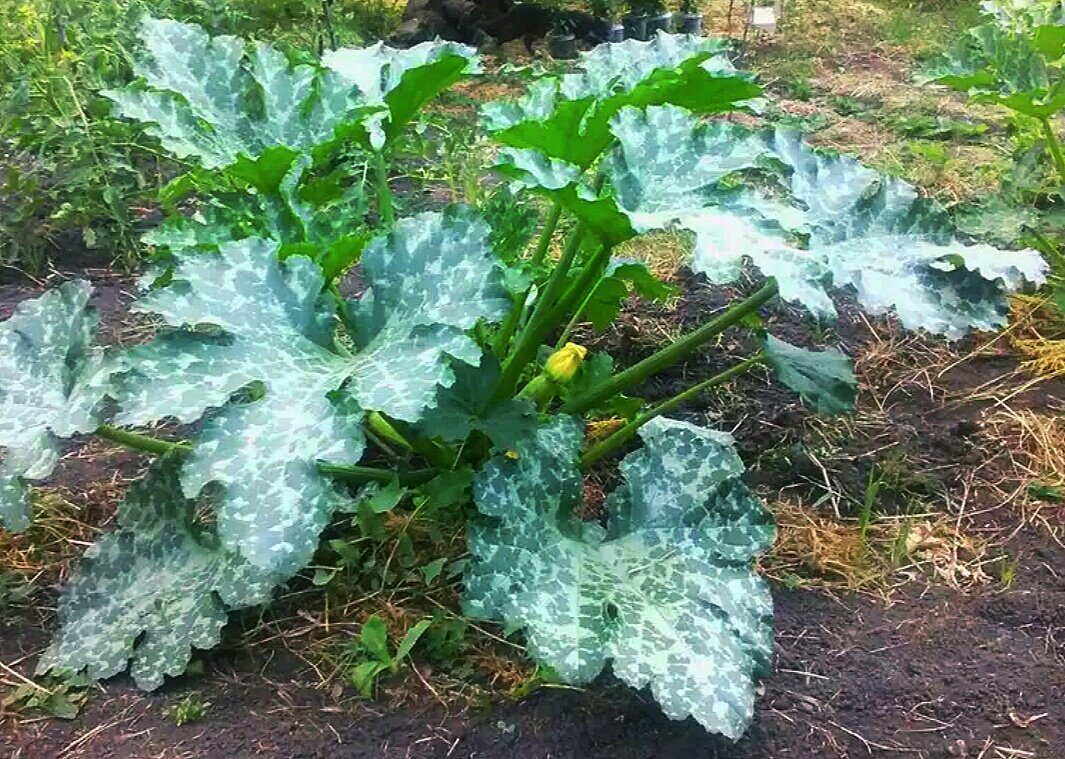 Кабачок Кавили F1