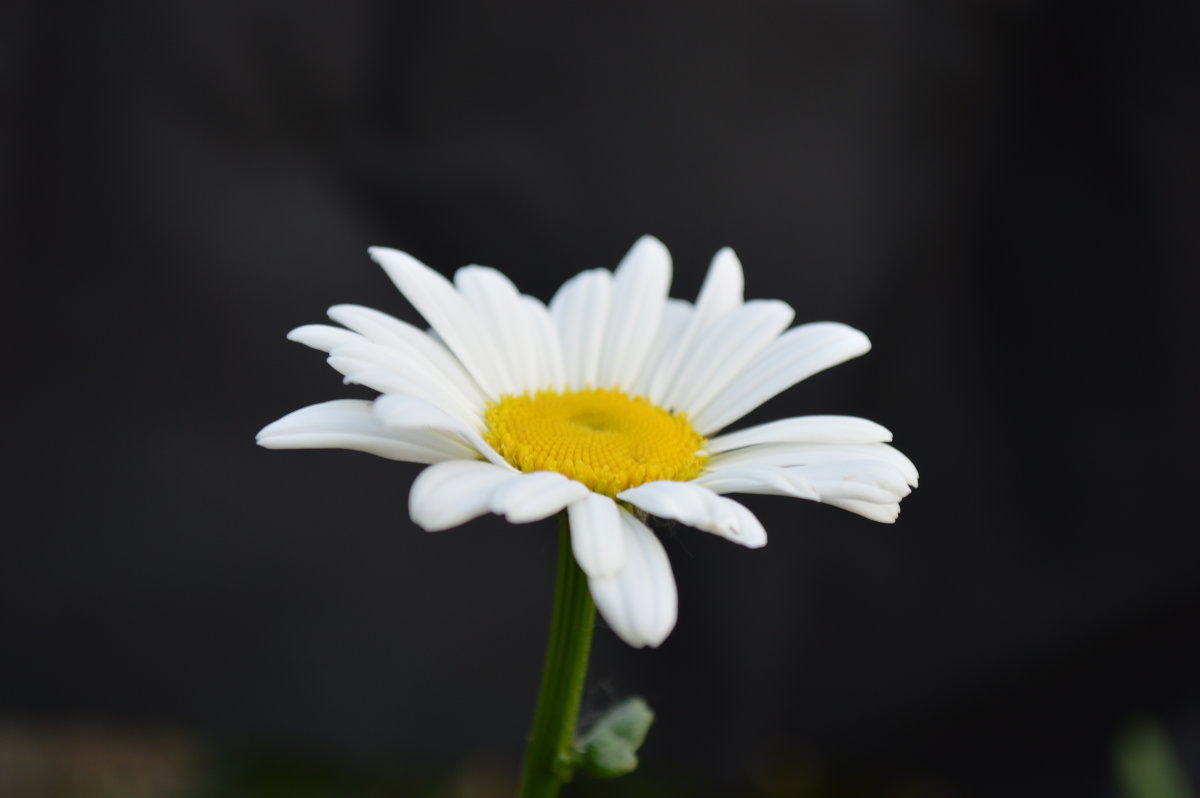 Любит - не любит. Эту считалочку знают все.