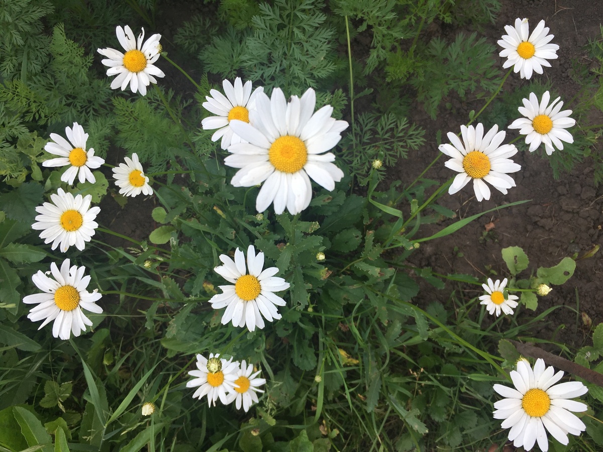 Фото сделано автором.