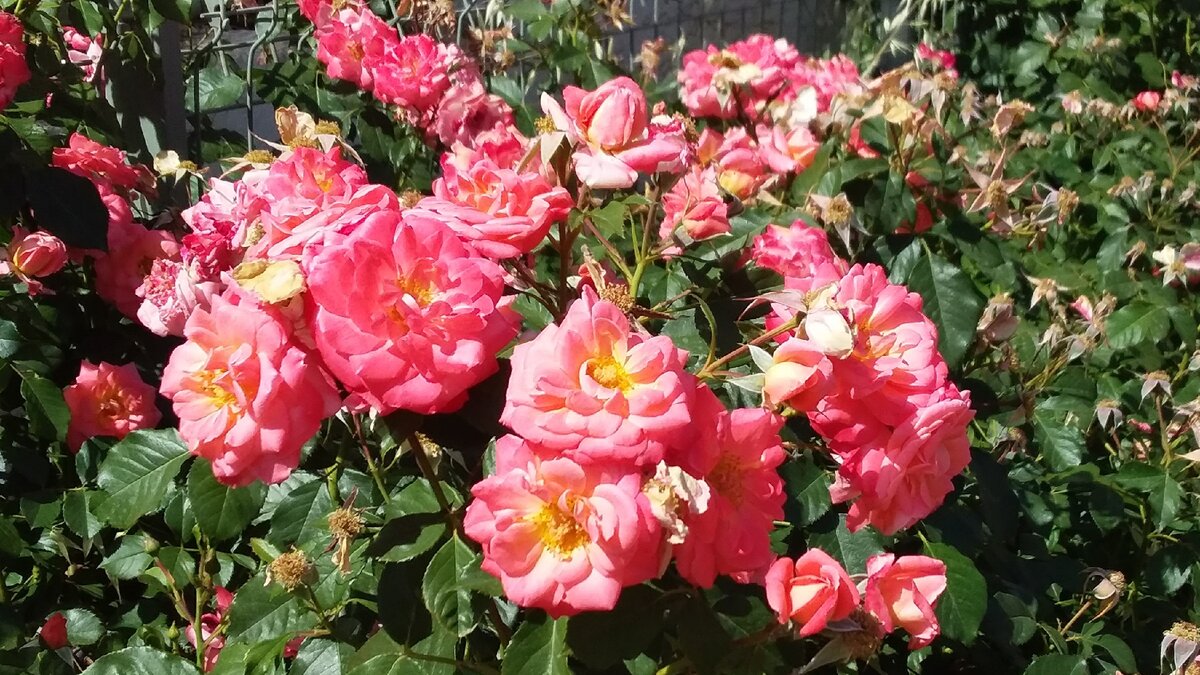 Фото газона у нашего дома