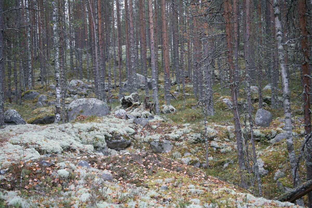 Фото автора.