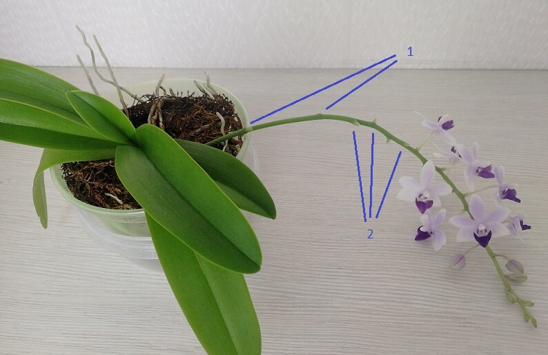 Вырастить орхидею из цветоноса в домашних. Орхидея доращивает цветонос. Черенкование орхидеи цветоносом. Фаленопсис из цветоноса. Размножение орхидеи цветоносом.