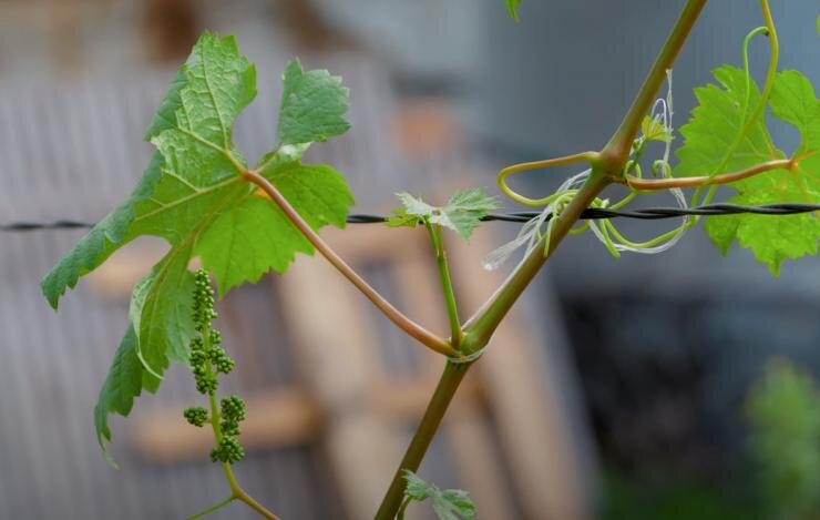 
Фото: Пасынок винограда – это дополнительный побег, который вырастает из пазухи листа