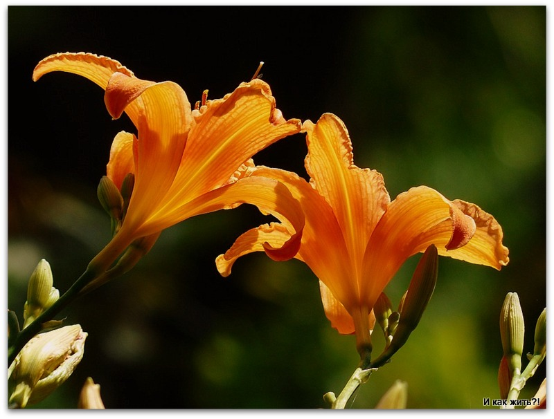 Это растение везде найдет для себя достойное место, станет украшением любого цветника, любого участка. 