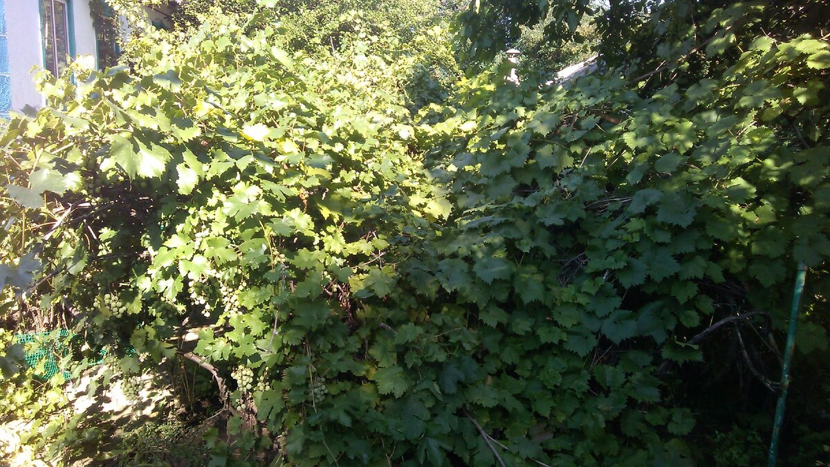 фото сделано 20 июля 19 года - это вход в двор и упавший виноградник...