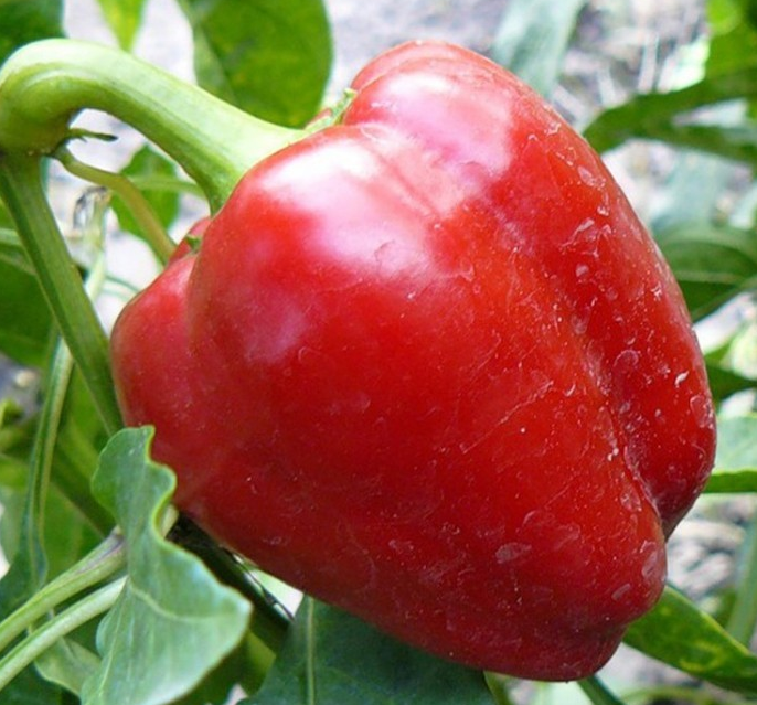 «Красные щечки».