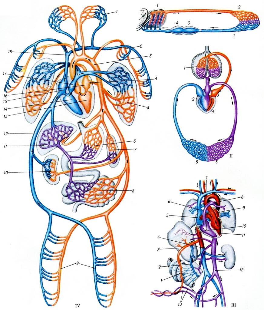 Лёгочный круг кровообращения лягушки. Схема кровообращения лягушки. Кровеносная система схема. Схема кровообращения сердца.