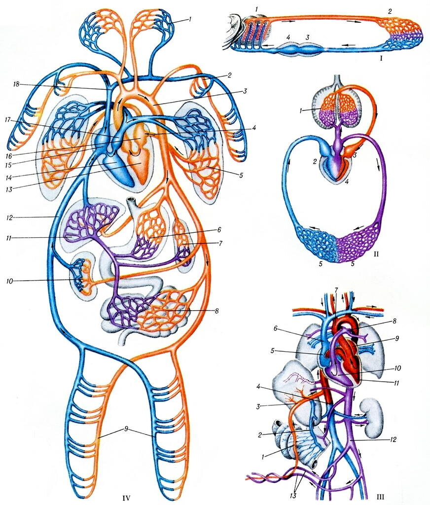 Схема кровообращения лягушки