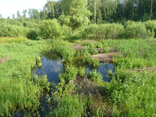 Июньское болотце наполнено сочными красками: синевой воды и зеленью растительности
Фото автора