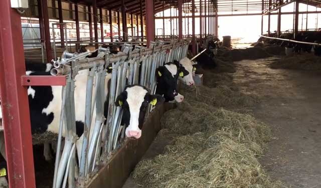 Современная мини ферма для коров и ее устройство