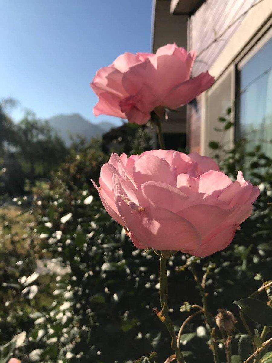 Зимние цветы в Турции