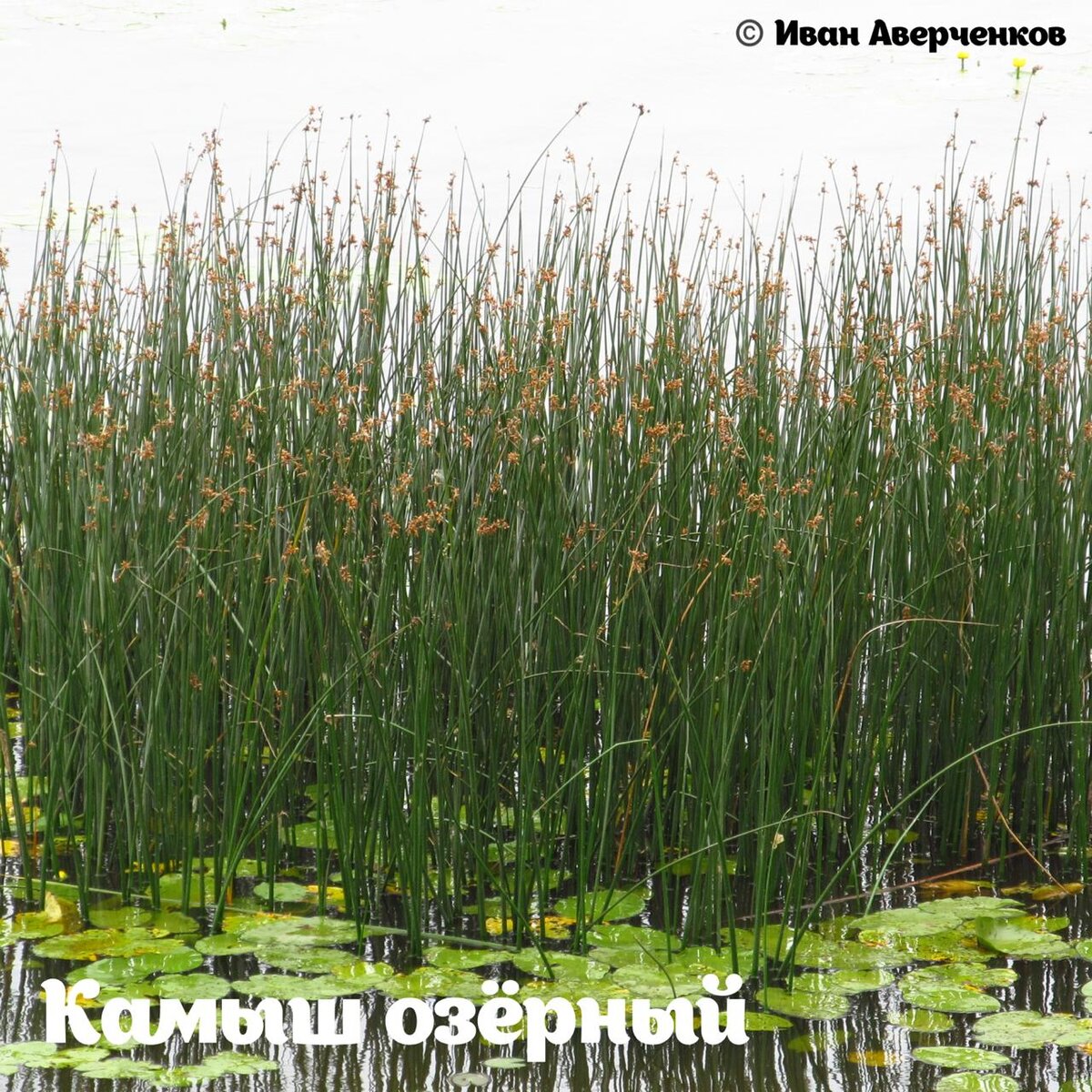 Камыш и рогоз отличие картинки