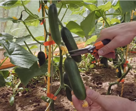 Гладкие огурчики