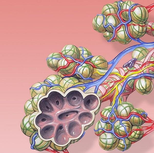 Альвеолы. Рисунок - Википедия