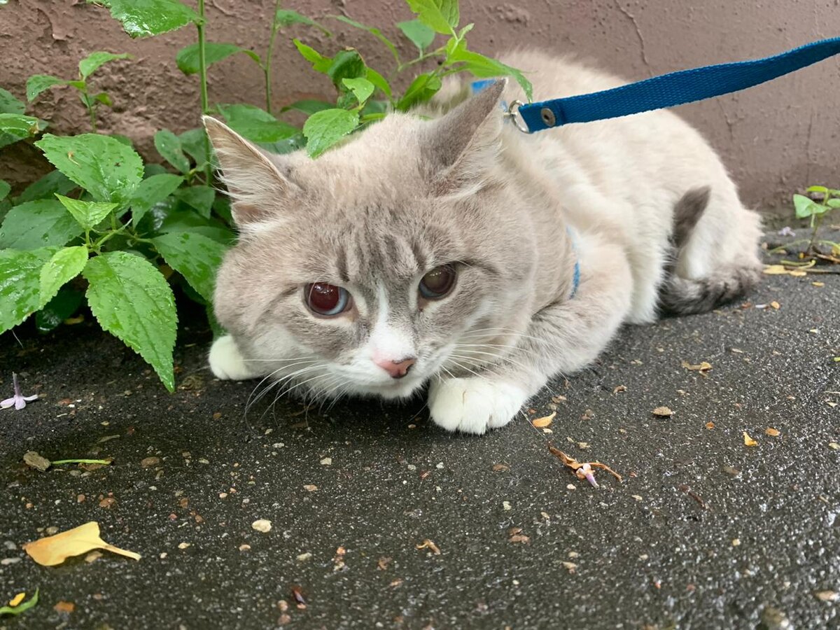 Заметная пелена на левом глазе