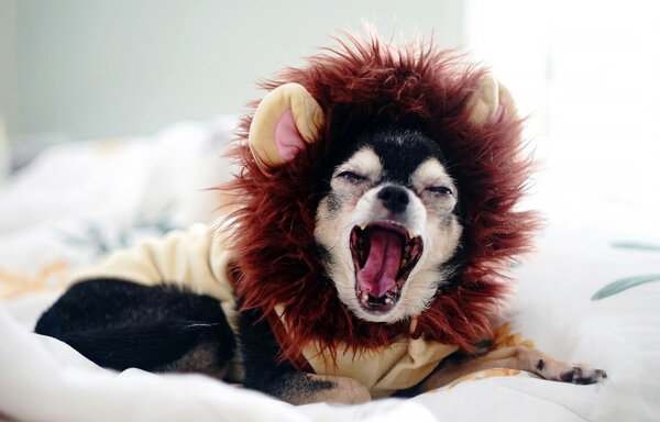 Чихуахуа: история, стандарты, характер, содержание