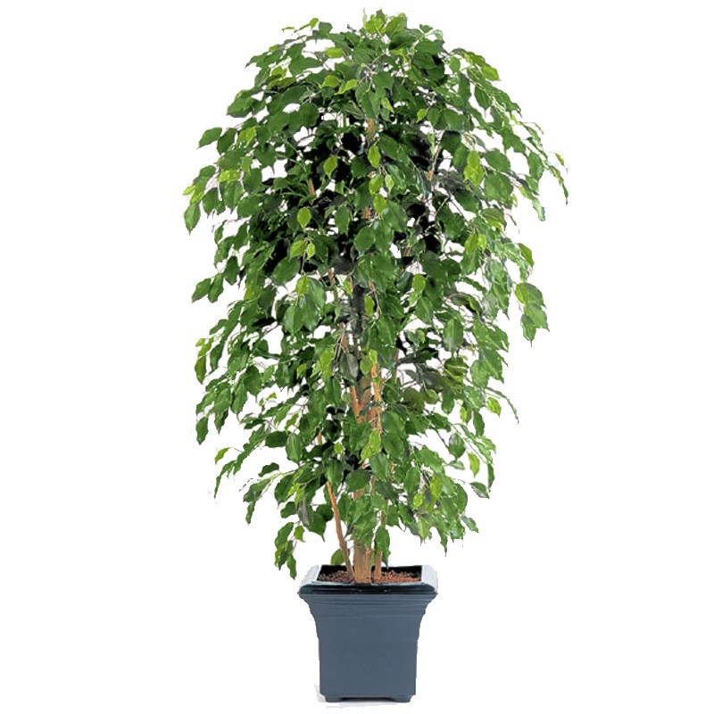 Изображение взято из открытого источника 