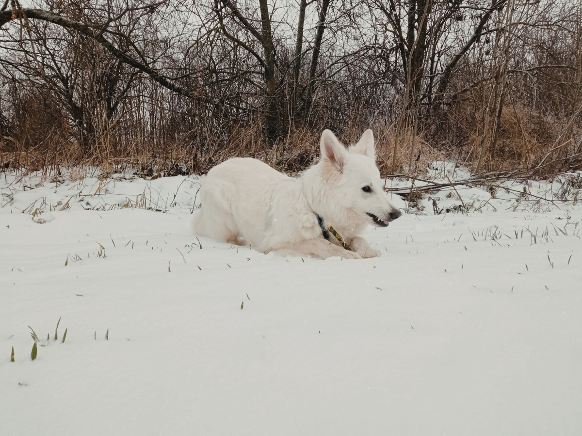 Линда в привычном снегу обитания...