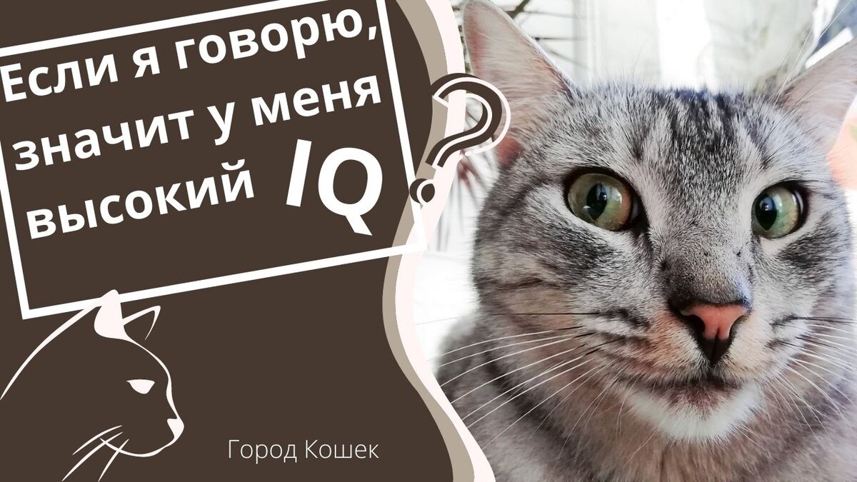 Говорящие Коты, которые четко говорят. Их можно понять без переводчика |  Город Кошек | Дзен