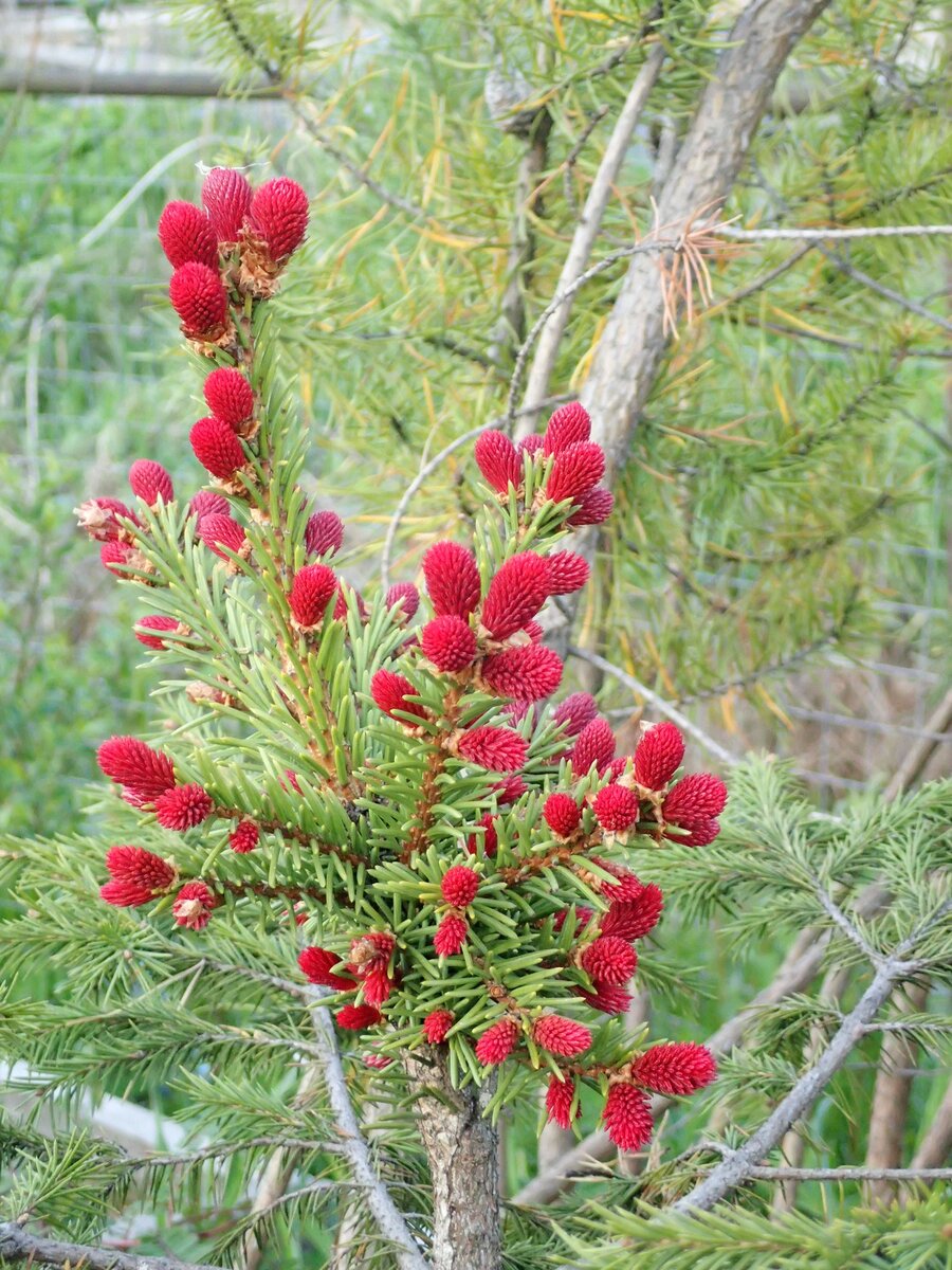 Picea Abies Punahilkka