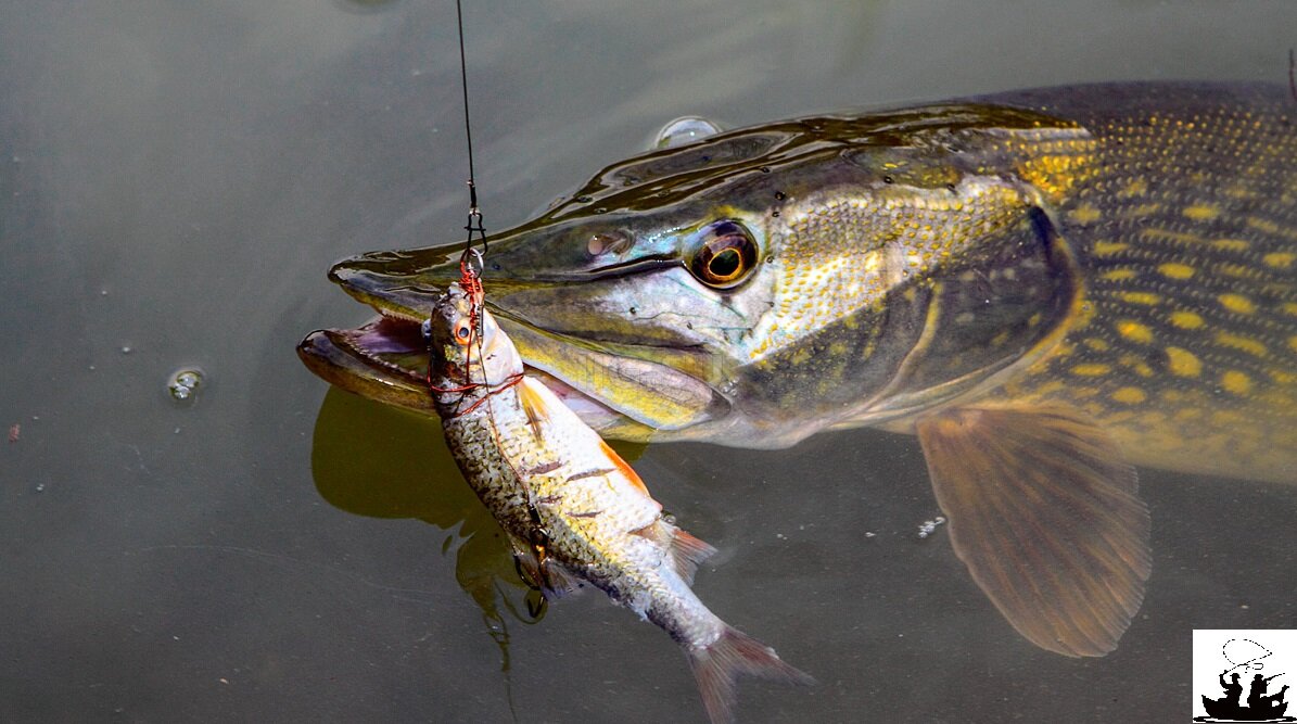 Щука на живца