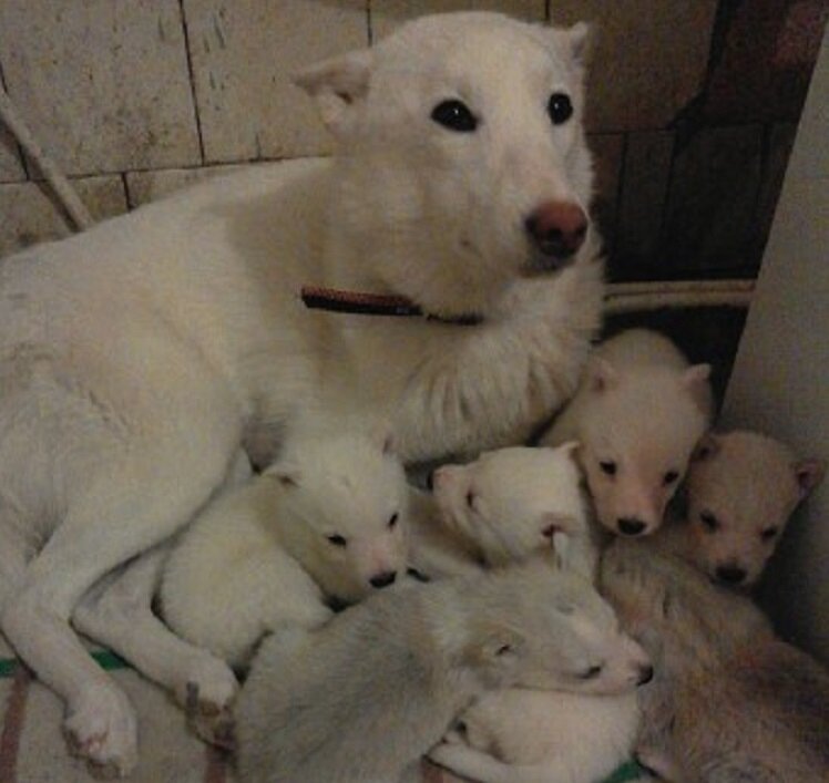 наши песели