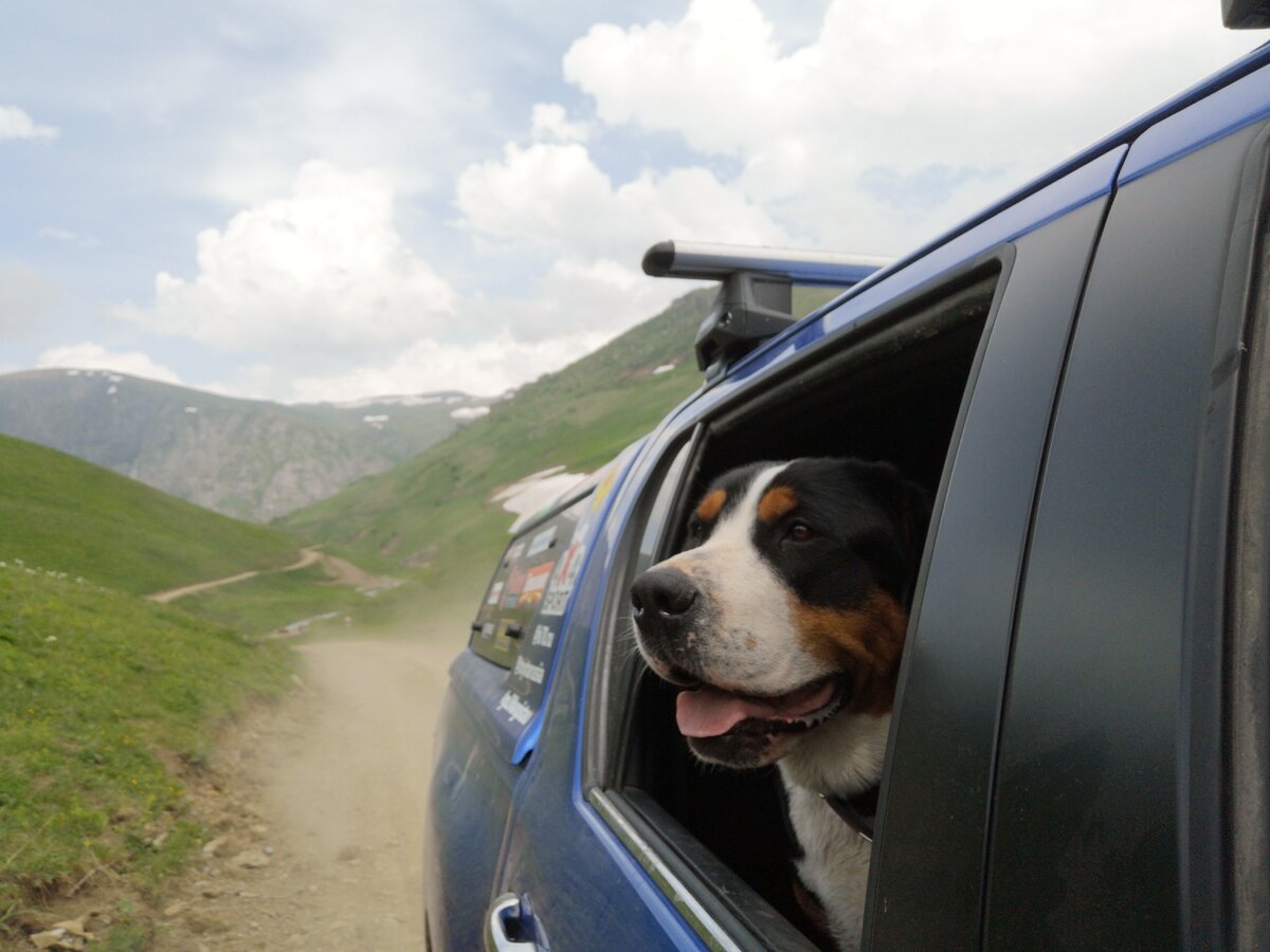 Большой швейцарский Зенненхунд Бона. Провинция Байбурт, Турция