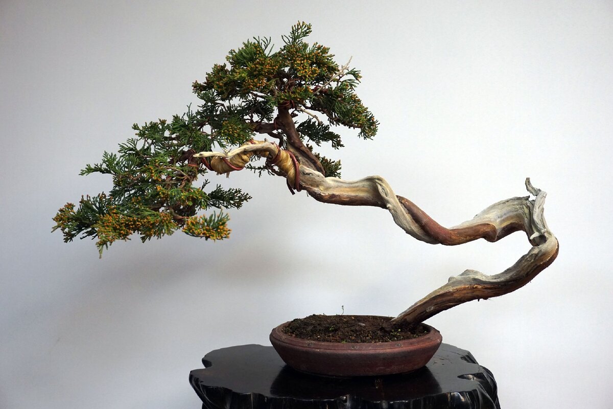 Можжевельник в стиле "Бундзинги"