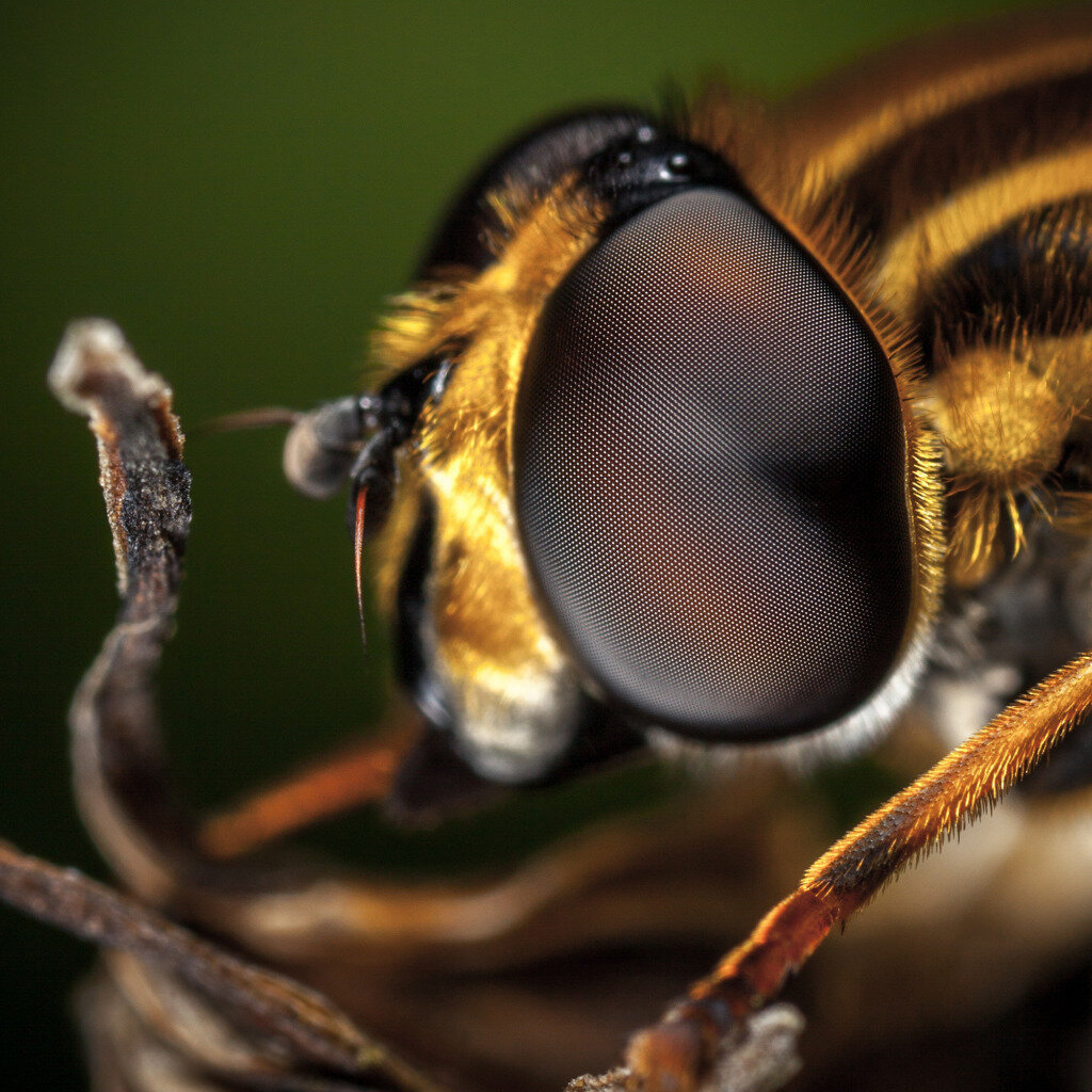 Глаз пчелы (Фото из открытых источников)