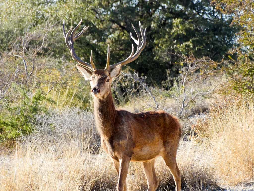 Изюбры - очень красивые и благородные животные
