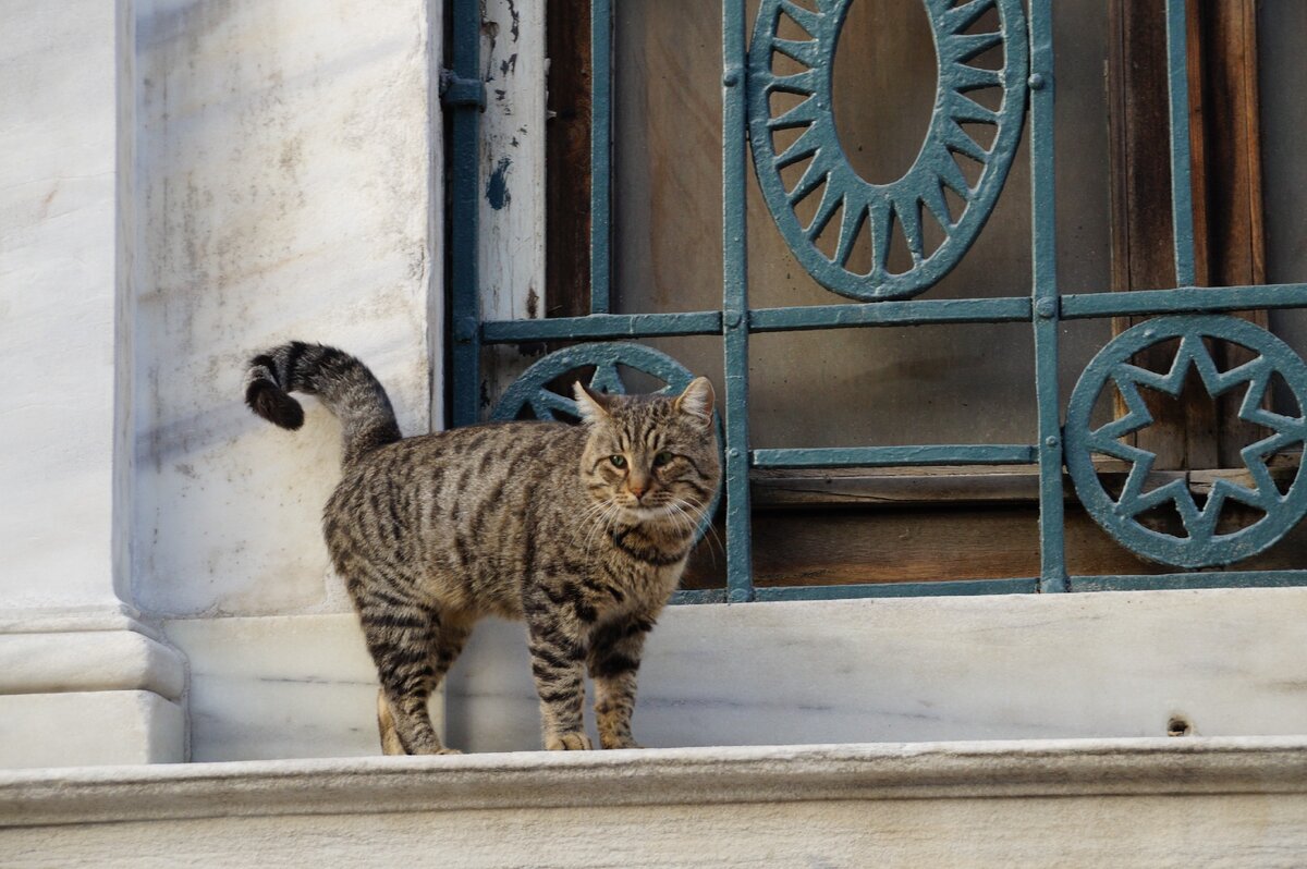 Кот в Стамбуле