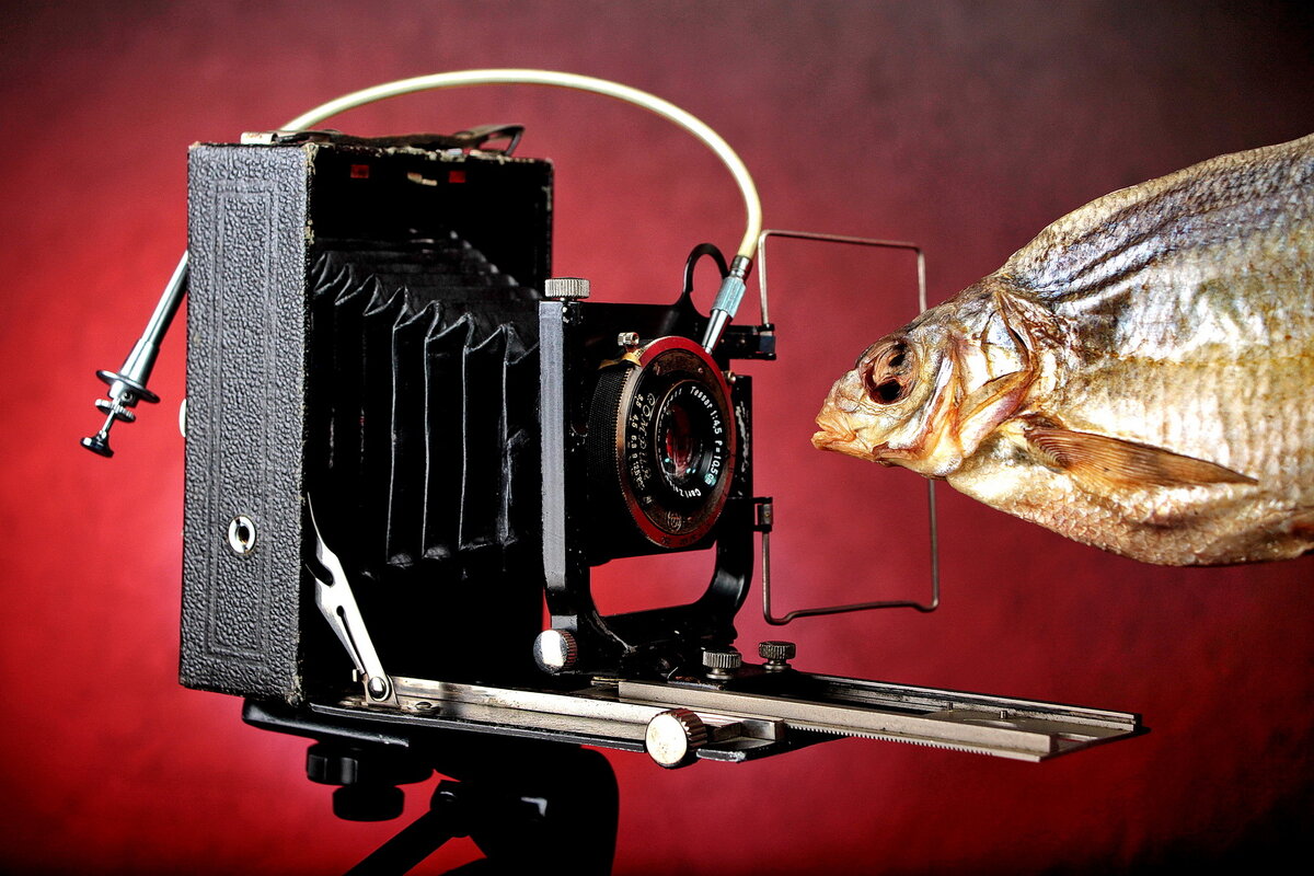 Подмена понятий очень актуально, в этом современном мире и количество профессионалов стремительно падает, а количество лжепророков, которые являются наперсточниками.Это касается многих вещей и многих профессий , но я могу говорить только про фотографию количество не профессионалов и количество фотографов которые не имеют высшего образования , специального образования и считают себя фотографами .