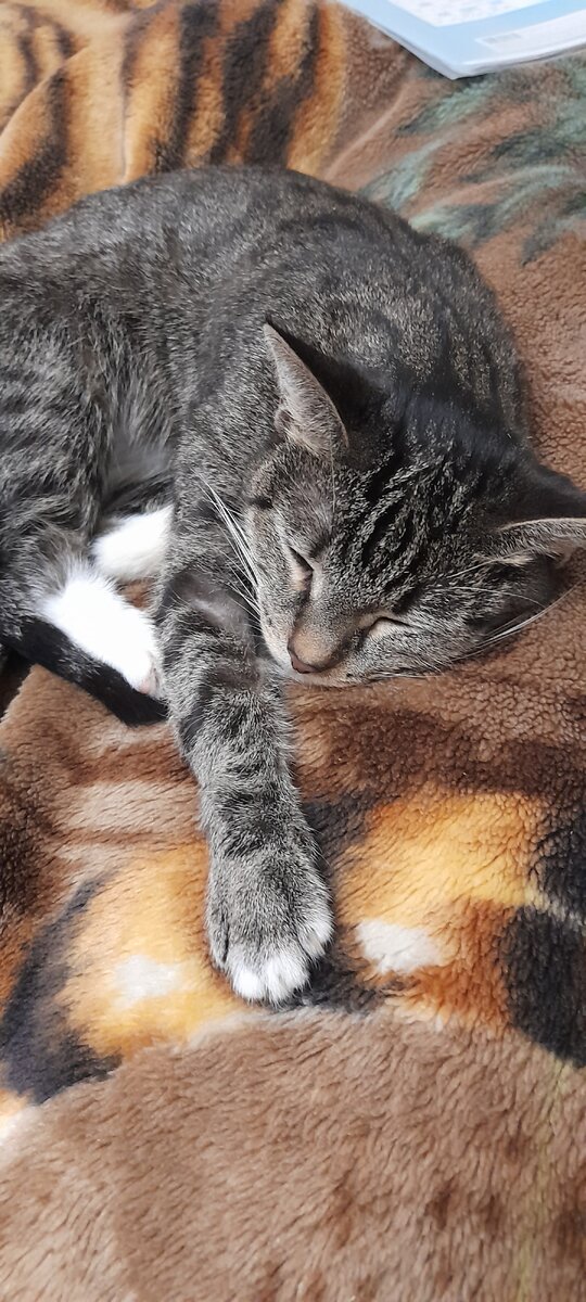 Мурка чувствует себя лучше 