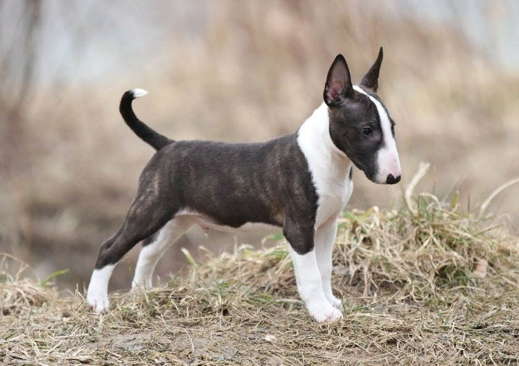 мини бультерьер