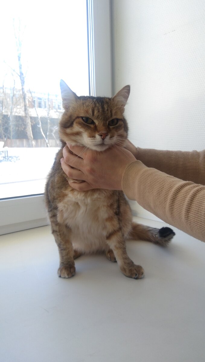 Ещё пару дней назад Оцелот сидел в клетке в клинике Перми, а пару недель назад пропадал на морозе в Нефтекамске. Но всё изменилось в одночасье. 