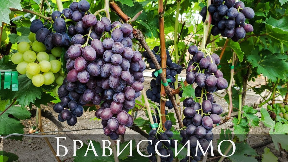 ГФ Брависсимо А.В. Бурдака